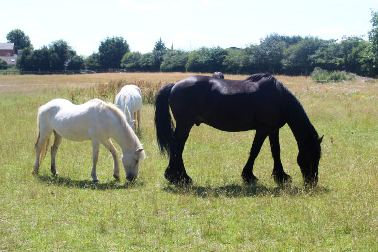 The Cawston Herd