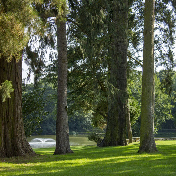 Lush green trees surround a lake, creating a peaceful natural scene.